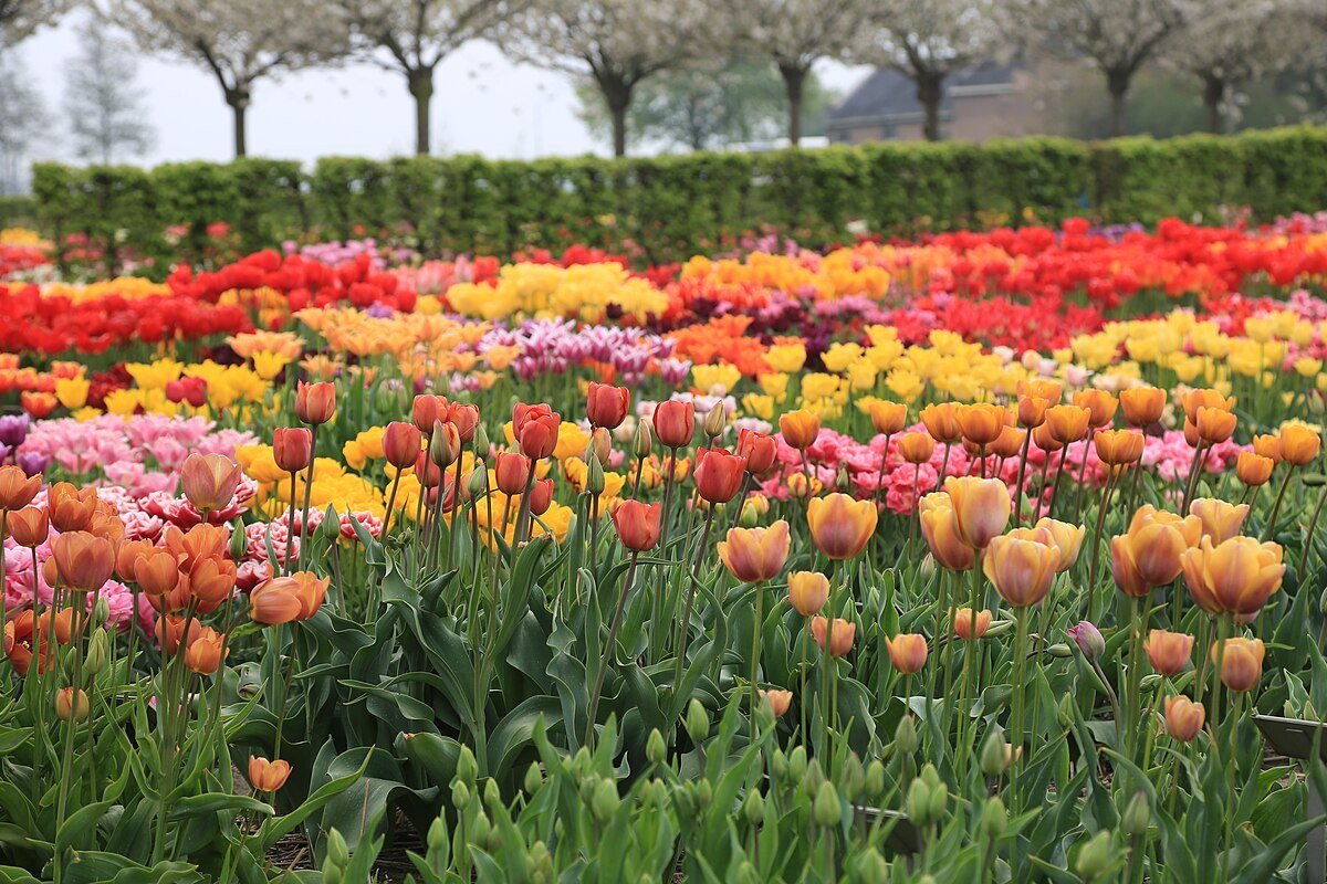 Hortus Bulborum - Limmen